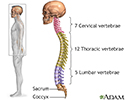 Skeletal spine