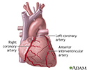 Anterior heart arteries