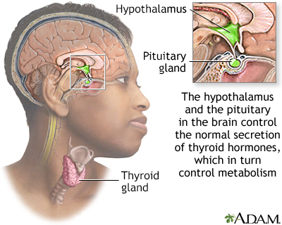 Brain-thyroid link