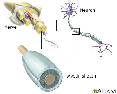 Myelin and nerve structure