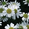 German Chamomile