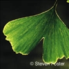 Ginkgo Biloba