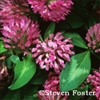 Red Clover