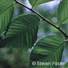 Slippery Elm