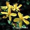 St. John's Wort