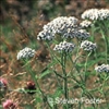 Yarrow