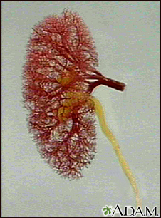 Kidney - blood and urine flow