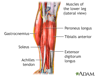 Lower leg muscles