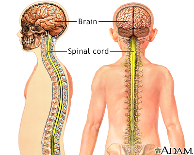 Central nervous system