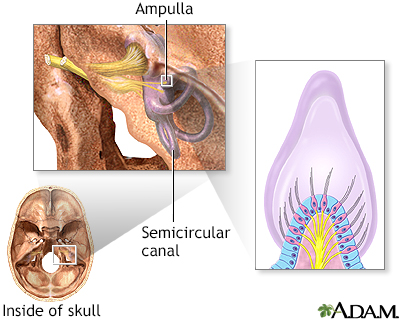 Balance receptors