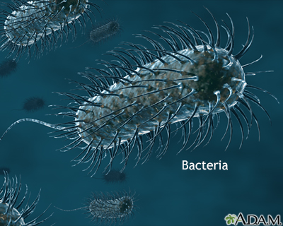 Bacteria