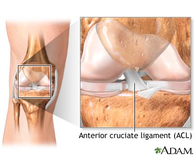 Normal knee anatomy