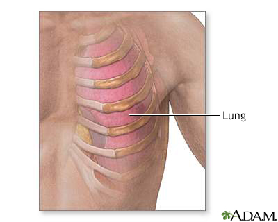 Ribs and lung anatomy