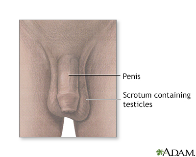 Testicular anatomy