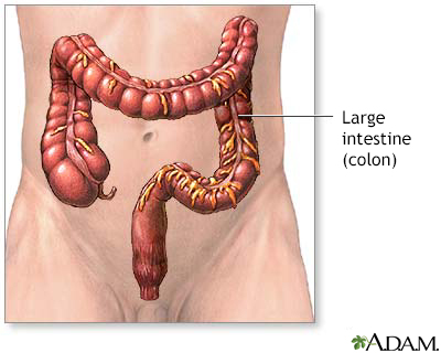 Large intestine anatomy