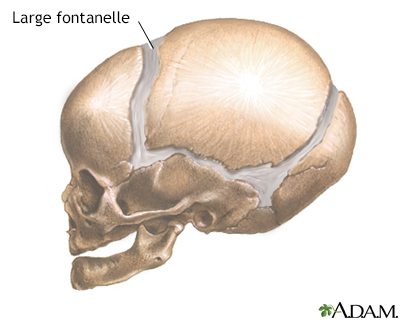 Large fontanelles (lateral view)