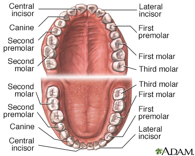 Dental anatomy