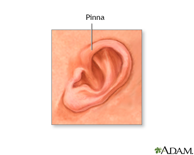 Pinna of the newborn ear