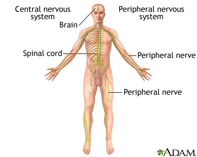 Nervous system