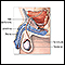 Vasectomy - series - Normal anatomy